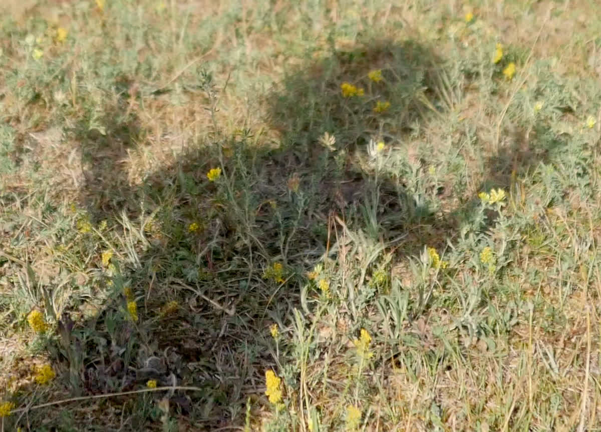 En silhuett av ett barn som sträcker ut armarna på en sommaräng.