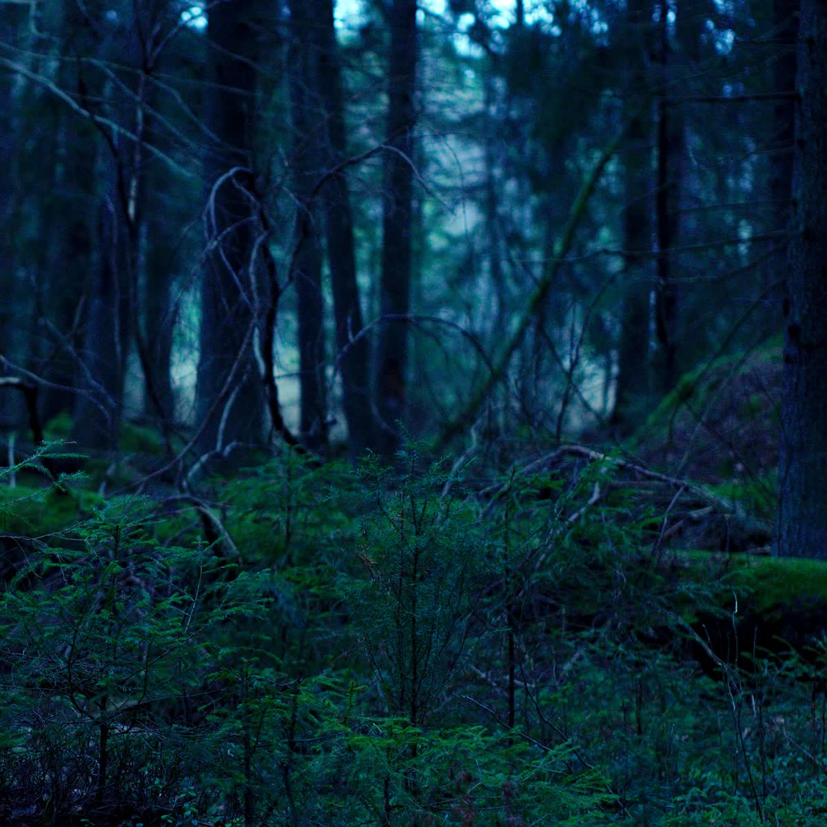 Grenar i en skog.