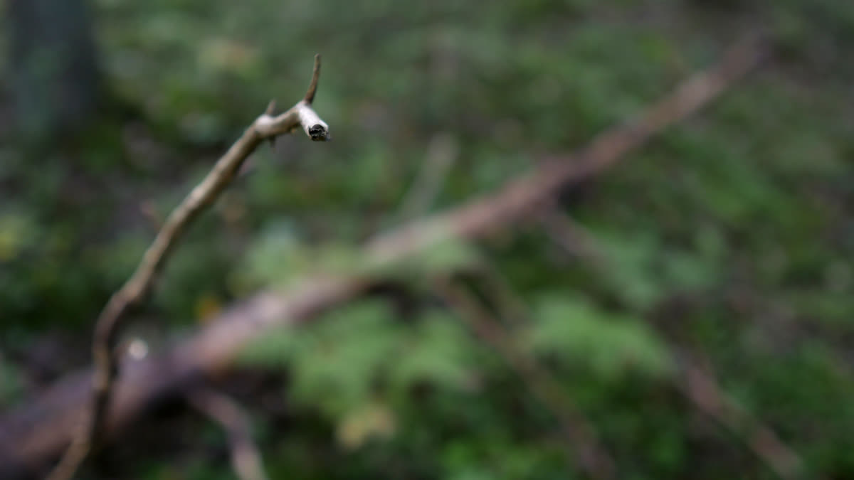 En kvist i en skog.