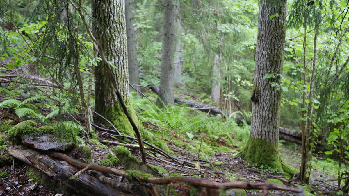 Skog